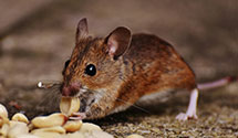24 Hour & Emergency Exterminators in Kitty Hawk, NC